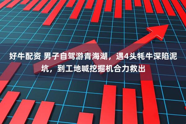 好牛配资 男子自驾游青海湖，遇4头牦牛深陷泥坑，到工地喊挖掘机合力救出